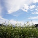 메밀목장 이미지