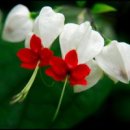 여름이네 이미지