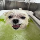 춘천애견미용학원 이미지