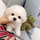 골든티스 이미지