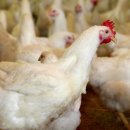 하림농장 이미지