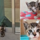 소망동물병원 이미지