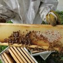 호주농장 이미지