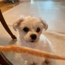 1982 PET FOOD 이미지