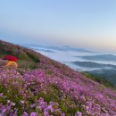 5월5일(일) 초암산(전남,보성) &#34;철쭉절정&#34; 모십니다 BAC100대명산(+) ﻿ 이미지