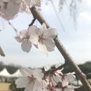 화사한 봄의 시작, 부모사랑라이프와 기분 전환 2020벚꽃 개화시기와 벚꽃 명소 알아보기! 이미지