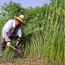 대마2리 이미지