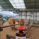 인수목장 이미지