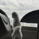 이룸외과동물병원
