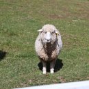 뽀빠이목장 이미지