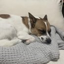 리본반려견 유치원 이미지