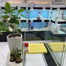 리얼독스 강아지분양 일산본점 이미지