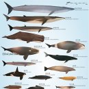 고래이야기 이미지