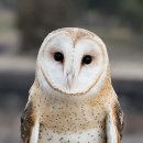 【원숭이올빼미 가면올빼미(Barn owl)】 「얼굴 형태가 원숭이를 닮았다고 하여」 이미지