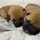 시바견 전문 가도켄넬 이미지