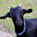 일진흑염소 이미지