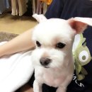 서초힐스동물병원 이미지