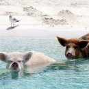 돼지왕국 이미지