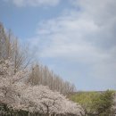 로하스대청공원 | 대전 4월 벚꽃 개화시기 명소 추천 | 금강로하스대청공원 피크닉 후기