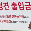 댄싱도그 이미지