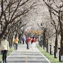 벚꽃길13 이미지