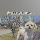 댕파티셰