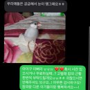 날지 못하는 아기 참새 구조&입양 이미지