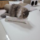 마이캣 | 고양이 마이미누 캣쿠션 실시간 사용 후기