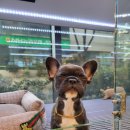 제주 애견 아가야 이미지