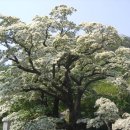“나무위에 새하얀 눈꽃이 내렸어요”… 봄꽃 감상하러 떠나는 이팝나무 명소 4곳 이미지