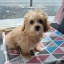 댕댕이모 이미지