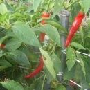 황산5일시장 이미지