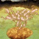 [ 진단] GMO 감자 개발한 과학자의 충격적인 고백식약처 승인 취소해야 이미지