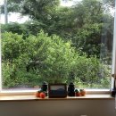 판포레스트 이미지