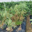 두진농장 이미지