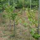 은행농장 이미지