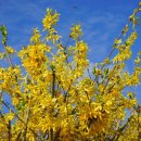 개나리써비스 이미지