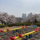 신석 | 서구 벚꽃명소 신석체육공원 실시간 벚꽃 개화 상황 체크요