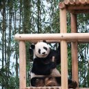 정글짐이 생겨서 신난 러바오 이미지