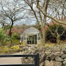 복하천 갈대멋짐길 | 제주도 가시림 수목원 카페 동백꽃 명소 개화상황 서귀포 겨울 여행