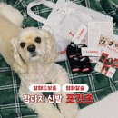 강아지산책 | 포킷츠 강아지 신발 내돈내산 후기 | 산책용 강아지 신발 추천