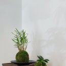 석곡(화산) 이미지