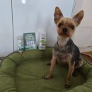 네이처펫 | 포스앤네이처 펫샤워필터 피피체험단 후기