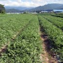 위천 석재단지 이미지