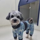 마이리틀차차(my little chacha) | 안녕하세요:)마이리틀차차입니다🎀