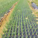 주아농장 이미지