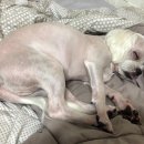 내일더예쁘개 이미지