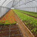 최순호농장 이미지