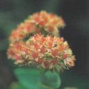 경천초등학교 이미지