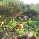 횡성양계 이미지